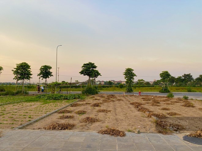 Đất nền sắp soán “ngôi vương” của chung cư?